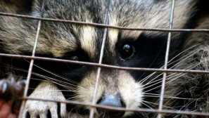 V národním parku soči se doporučuje lovit pro raccas